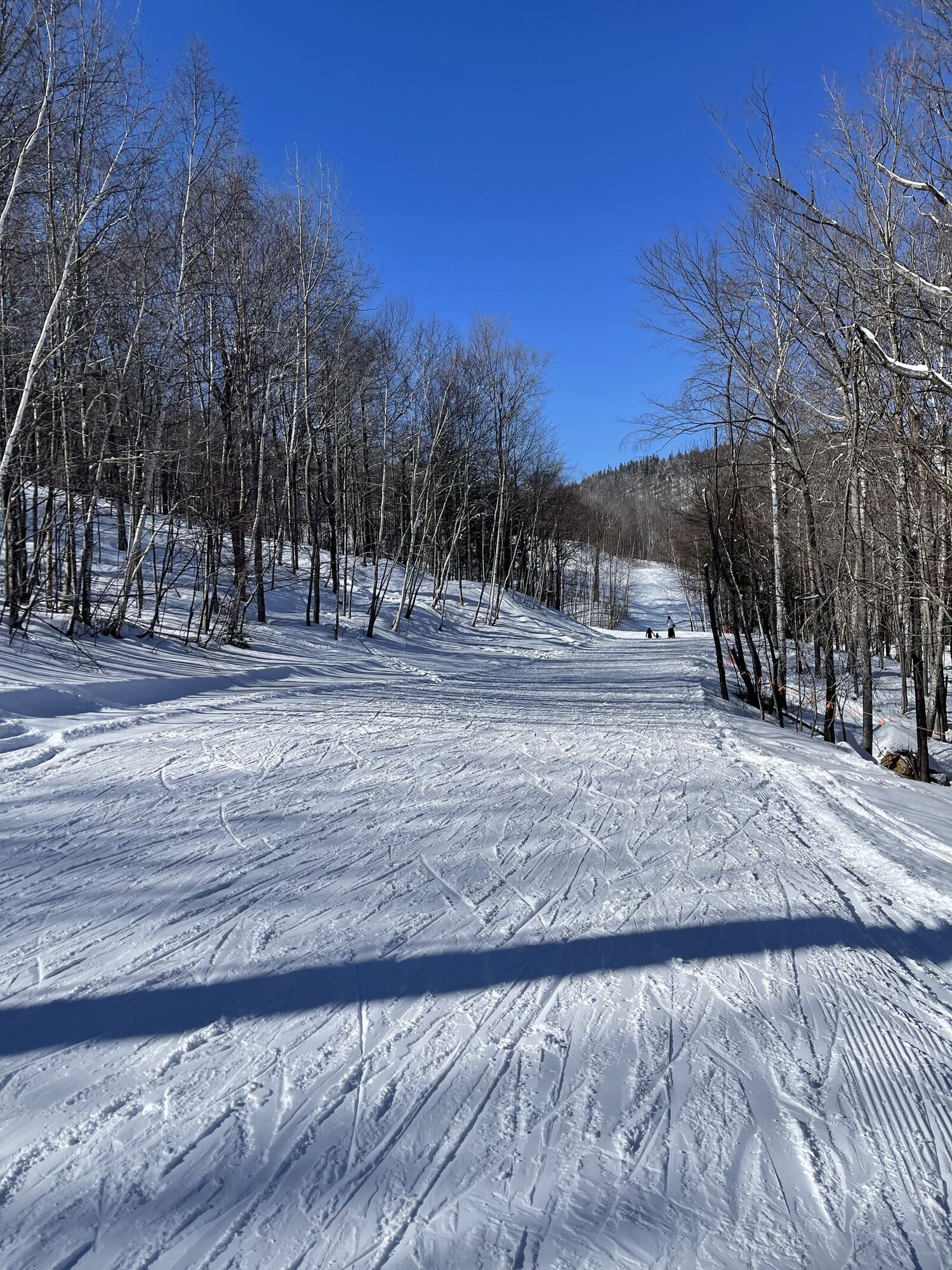 Sunny ski trail through birch trees